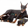 BR's Dobermans | Riverside, IA | Doberman Breeder, Doberman Puppies For ...