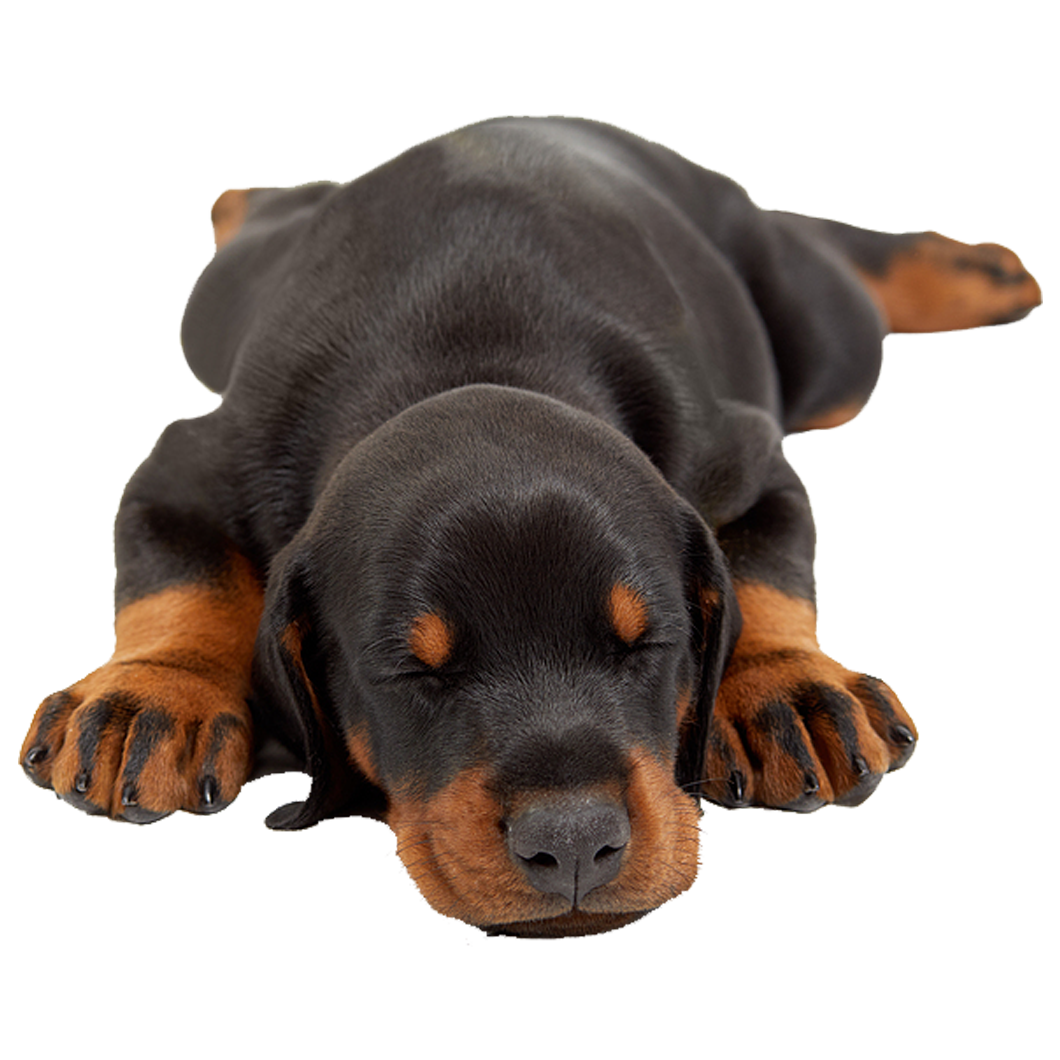 Cobb dobermans sales